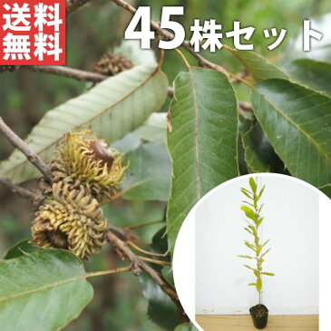 ■送料無料■【45本セット】 クヌギ 樹高0.5m前後 10.5cmポット くぬぎ 椚 櫟 苗木 植木 苗 庭木 生け垣 シンボルツリー 落葉樹