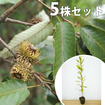 【5本セット】 クヌギ 樹高0.5m前後 10.5cmポット くぬぎ 椚 櫟 苗木 植木 苗 庭木 生け垣 シンボルツリー 落葉樹