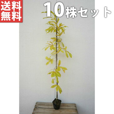 ■送料無料■【10本セット】 クヌギ 樹高0.8m前後 10.5cmポット くぬぎ 椚 櫟 苗木 植木 苗 庭木 生け垣 シンボルツリー 落葉樹