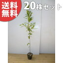 ■送料無料■【20本セット】 クヌギ 樹高0.8m前後 10.5cmポット くぬぎ 椚 櫟 苗木 苗 植木 庭木 生け垣 シンボルツリー 落葉樹