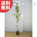 ■送料無料■【25本セット】 クヌギ 樹高0.8m前後 10.5cmポット くぬぎ 椚 櫟 苗木 苗 植木 庭木 生け垣 シンボルツリー 落葉樹