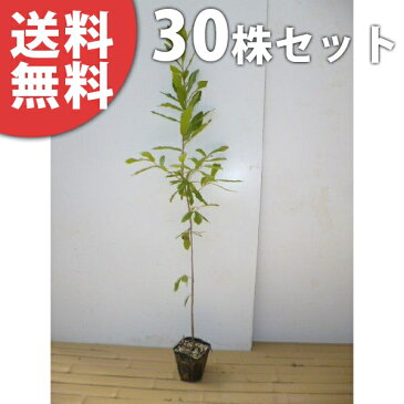 ■送料無料■【30本セット】 クヌギ 樹高0.8m前後 10.5cmポット くぬぎ 椚 櫟 苗木 植木 苗 庭木 生け垣 シンボルツリー 落葉樹