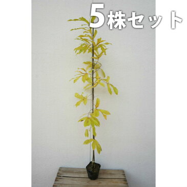 ■送料無料■【5本セット】 クヌギ 樹高0.8m前後 10.5cmポット くぬぎ 椚 櫟 苗木 植木 苗 庭木 生け垣 シンボルツリー 落葉樹