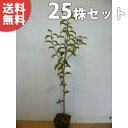 ■送料無料■【25本セット】 クロガネモチ 樹高0.5m前後 10.5cmポット くろがねもち 実生苗(雄雌異種) 苗木 苗 植木 庭木 生け垣 シンボルツリー...