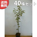 ■送料無料■【40本セット】 クロガネモチ 樹高0.5m前後 10.5cmポット くろがねもち 実生苗(雄雌異種) 苗木 苗 植木 庭木 生け垣 シンボルツリー...