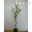 y5{Zbgz NKl` 0.5mO 10.5cm|bg 낪˂ ciYَj c c A  _ V{c[ Ύ