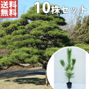 ■送料無料■【10本セット】 クロマツ 樹高0.5m前後 10.5cmポット 黒松 くろまつ 苗木 苗 松の木 植木 庭木 生け垣 シンボルツリー 常緑樹