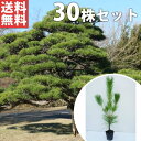■送料無料■【30本セット】 クロマツ 樹高0.5m前後 10.5cmポット 黒松 くろまつ 苗木 苗 松の木 植木 庭木 生け垣 シンボルツリー 常緑樹