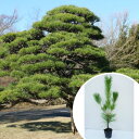 クロマツ 樹高0.5m前後 10.5cmポット 黒松 くろまつ 苗木 苗 松の木 植木 庭木 生け垣 シンボルツリー 常緑樹 1本(お得なセット販売あります)