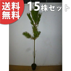 ■送料無料■【15本セット】 クロマツ 樹高1.0m前後 15cmポット 黒松 くろまつ 苗木 苗 松の木 植木 庭木 生け垣 シンボルツリー 常緑樹