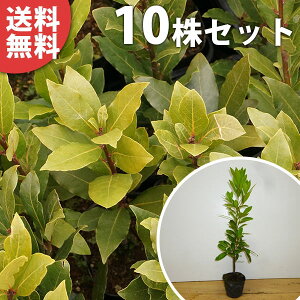 ■送料無料■【10本セット】 ゲッケイジュ 樹高0.2m前後 10.5cmポット 月桂樹 苗木 ローリエ葉の香りシンボルツリー 苗 植木 庭木 生け垣 生垣 シンボルツリー 常緑樹 ハーブ 生垣 目隠し