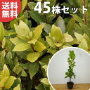 ■送料無料■【45本セット】 ゲッケイジュ 樹高0.2m前後 10.5cmポット 月桂樹 苗木 ローリエ葉の香りシンボルツリー 苗 植木 庭木 生け垣 生垣 シ...