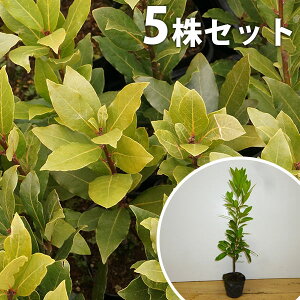 ■送料無料■【5本セット】 ゲッケイジュ 樹高0.2m前後 10.5cmポット 月桂樹 苗木 ローリエ葉の香りシンボルツリー 苗 植木 庭木 生け垣 生垣 シンボルツリー 常緑樹 ハーブ 生垣 目隠し