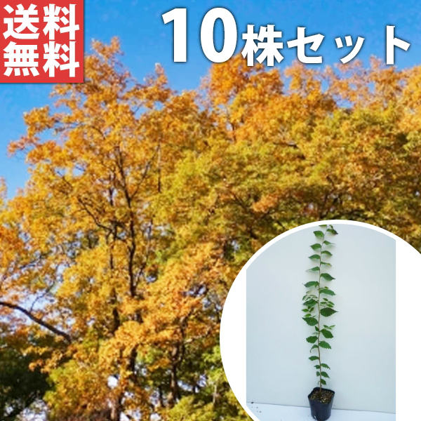 送料無料 【10本セット】 ケヤキ 樹高0.5m前後 10.5cmポット けやき 欅 苗木 苗 植木 庭木 生け垣 シンボルツリー 落葉樹