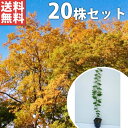 ■送料無料■【20本セット】 ケヤキ 樹高0.5m前後 10.5cmポット けやき 欅 苗木 苗 植木 庭木 生け垣 シンボルツリー 落葉樹