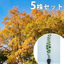 ■送料無料■【5本セット】 ケヤキ 樹高0.5m前後 10.5cmポット けやき 欅 苗木 苗 植木 庭木 生け垣 シンボルツリー 落葉樹