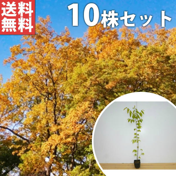 ■送料無料■ ケヤキ 樹高0.8m前後 10.5cmポット けやき 欅 苗木 苗 植木 庭木 生け垣 シンボルツリー 落葉樹