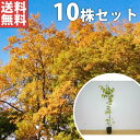 ■送料無料■【10本セット】 ケヤキ 樹高0.8m前後 10.5cmポット けやき 欅 苗木 苗 植木 庭木 生け垣 シンボルツリー 落葉樹