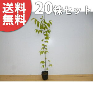 ■送料無料■【20本セット】 ケヤキ 樹高0.8m前後 10.5cmポット けやき 欅 苗木 苗 植木 庭木 生け垣 シンボルツリー 落葉樹