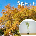 ■送料無料■【5本セット】 ケヤキ 樹高0.8m前後 10.5cmポット 苗木 苗 植木 庭木 生け垣 シンボルツリー 落葉樹 けやき 欅