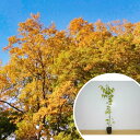 ■送料無料■ケヤキ 樹高0.8m前後 10.5cmポット けやき 欅 苗木 苗 植木 庭木 生け垣 シンボルツリー 落葉樹 1本(お得なセット販売あります)