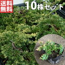 【送料について】送料無料※北海道・沖縄へのお届けはできません。※離島など一部地域は配送ができない場合がございます。【お届けについて】ゆうパックまたはヤマト運輸での発送となります。ご注文を頂きましてから、2〜3営業日での発送となります。休業日が重なる場合は出荷までお時間を頂く場合がございます。予めご理解の程宜しくお願い致します。発送後、お届けまでの日数は下記をご確認ください。九州・中国・関西・四国・中部発送日＋1日北陸・関東・信越・東 北・北海道・沖縄発送日＋2日【商品詳細】セット数：　10本コニファー 下草・グランドカバー 全国有数の植木の里「福岡県田主丸町」から、植木の産地ならではの、自慢の商品をお届け致します。 激安 安い お得 ゴールデンカーペット（10ポットセット） 15cmポット コニファー ポット入り 苗木 苗 植木 庭木 生け垣 送料込み ゴールデンカーペット（10ポットセット） 15cmポット コニファー ポット入り 苗木 苗 植木 庭木 生け垣 送料込み●楽しみ・特徴鑑賞ポイント洋風・自然風な庭に合わせやすい葉葉色　.黄.黄緑.葉の形　針樹形樹形　グランドカバー最終樹高　50cm程度用途グランドカバー、など●育て方・性質など分類常緑グランドカバー適応地域東北〜沖縄耐寒性強い成長速度20cm／年※環境により異なります日当たり日向〜半日陰を好む推奨植え付け間隔20-30cm◆他の本数セットもありますゴールデンカーペット 15cmポット【単品】1,580円（送料別）【5本セット】5,680円（送料無料）【10本セット】8,880円（送料無料）【15本セット】12,880円（送料無料）【20本セット】16,080円（送料無料）【40本セット】31,980円（送料無料）【60本セット】47,880円（送料無料）他のサイズ、種類をもっと見る＞＞