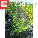 ■送料無料■【25本セット】 ハマヒサカキ 樹高0.2m前後 10.5cmポット 苗木 苗 植木 庭木 生け垣 花を楽しむ木 春に花を咲かせる植木特集