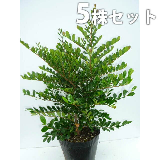 ■送料無料■【5本セット】 ハマヒサカキ 樹高0.3m前後 15cmポット 苗木 苗 植木 庭...