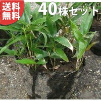 Other - ■送料無料■【40ポットセット】 コグマザサ 10.5cmポット 小熊笹 『笹』 グランドカバーに 苗木 苗 植木 庭木 生け垣 下草・グランドカバー
