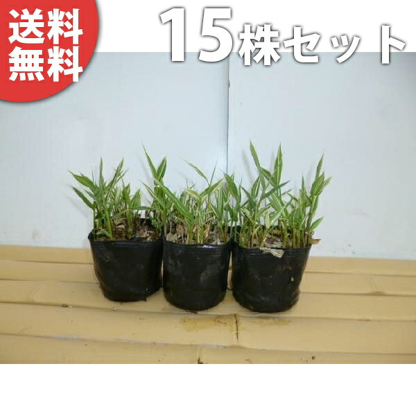 【送料について】送料無料※北海道・沖縄へのお届けはできません。※離島など一部地域は配送ができない場合がございます。【お届けについて】ゆうパックまたはヤマト運輸での発送となります。ご注文を頂きましてから、2〜3営業日での発送となります。休業日が重なる場合は出荷までお時間を頂く場合がございます。予めご理解の程宜しくお願い致します。発送後、お届けまでの日数は下記をご確認ください。九州・中国・関西・四国・中部発送日＋1日北陸・関東・信越・東 北・北海道・沖縄発送日＋2日【商品詳細】セット数：　15本下草・グランドカバー 全国有数の植木の里「福岡県田主丸町」から、植木の産地ならではの、自慢の商品をお届け致します。 激安 安い お得 【15ポットセット】 チゴザサ 9cmポット チゴササ（笹） グランドカバーに ※ポット径が変更になる場合があります 苗木 苗 植木 庭木 生け垣 送料込み 【15ポットセット】 チゴザサ 9cmポット チゴササ（笹） グランドカバーに ※ポット径が変更になる場合があります 苗木 苗 植木 庭木 生け垣 送料込み●楽しみ・特徴鑑賞ポイント和風・自然風な庭に合わせやすい花つき花色　なし葉葉色　.濃緑.明緑.葉の形　広い樹形樹形　広がる最終樹高　80cm程度用途グランドカバー、低い生け垣、など●育て方・性質など特徴や性質地下茎が強靭で増えやすい分類常緑高木適応地域東北〜九州耐寒性強い成長速度20cm／年※環境により異なります日当たり日向〜半日陰を好む推奨植え付け間隔15-20cm◆他の本数セットもありますチゴザサ 9cmポット【単品】1,180円（送料別）【5本セット】3,680円（送料無料）【10本セット】4,880円（送料無料）【15本セット】6,080円（送料無料）【20本セット】7,280円（送料無料）【25本セット】8,580円（送料無料）【30本セット】10,580円（送料無料）【35本セット】11,780円（送料無料）【40本セット】12,980円（送料無料）【45本セット】14,180円（送料無料）【50本セット】15,480円（送料無料）他のサイズ、種類をもっと見る＞＞