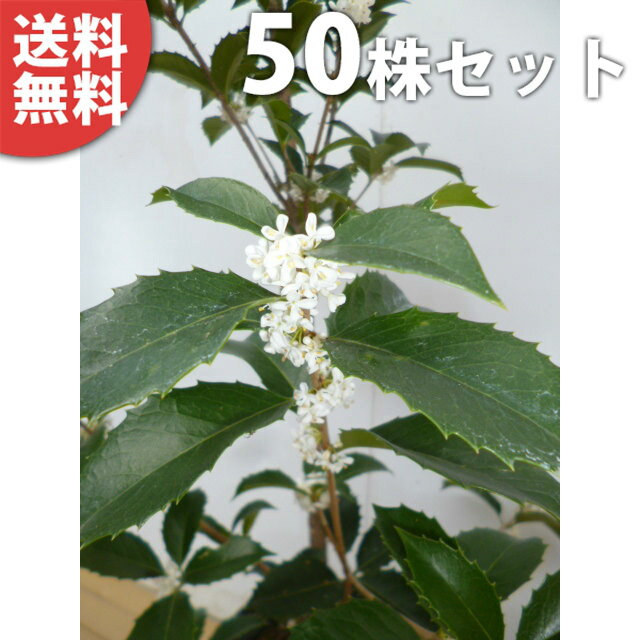 ■送料無料■【50本セット】 ヒイラギモクセイ 樹高0.3m前後 10.5cmポット 苗木 苗 植木 庭木 生け垣 シンボルツリー 常緑樹