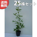 ■送料無料■【25本セット】 コナラ 樹高0.5m前後 10.5cmポット こなら 苗木 苗 植木 庭木 生け垣 シンボルツリー 落葉樹