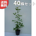 ■送料無料■【40本セット】 コナラ 樹高0.3m前後 10.5cmポット こなら 苗木 苗 植木 庭木 生け垣 シンボルツリー 落葉樹