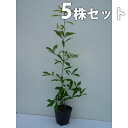 ■送料無料■【5本セット】 コナラ 樹高0.3m前後 10.5cmポット こなら 苗木 苗 植木 庭木 生け垣 シンボルツリー 落葉樹