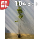 ■送料無料■【10本セット】 コナラ 樹高0.5m前後 10.5cmポット こなら 苗木 苗 植木 庭木 生け垣 シンボルツリー 落葉樹