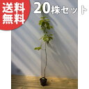 ■送料無料■【20本セット】 コナラ 樹高0.5m前後 10.5cmポット こなら 苗木 苗 植木 庭木 生け垣 シンボルツリー 落葉樹