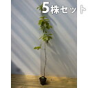 ■送料無料■【5本セット】 コナラ 樹高0.5m前後 10.5cmポット こなら 苗木 苗 植木 庭木 生け垣 シンボルツリー 落葉樹