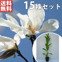 ■送料無料■【15本セット】 コブシ 樹高0.3m前後 10.5cmポット こぶし 苗木 苗 植木 庭木 生け垣 シンボルツリー 落葉樹