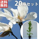 ■送料無料■【20本セット】 コブシ 樹高0.3m前後 10.5cmポット こぶし 苗木 苗 植木 庭木 生け垣 シンボルツリー 落葉樹