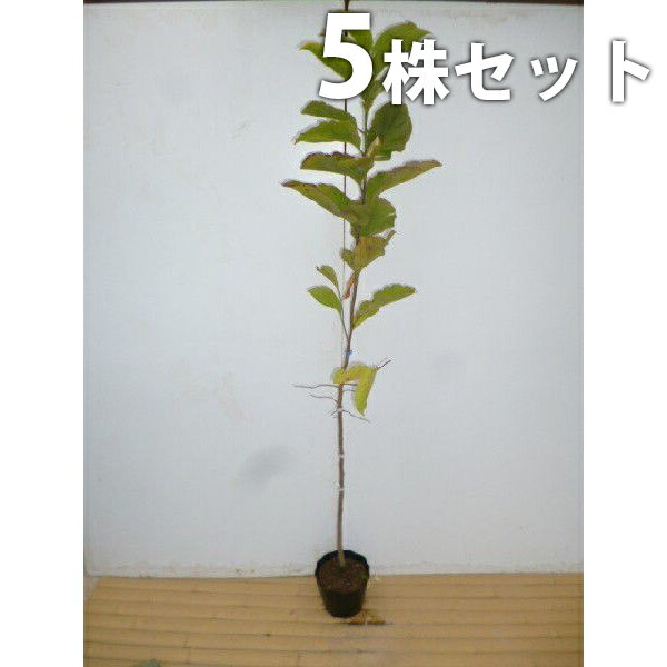 楽天市場】【5本セット】 クロガネモチ 樹高0.5m前後 10.5cmポット