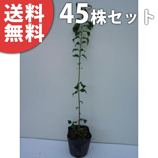 【送料について】送料無料※北海道・沖縄へのお届けはできません。※離島など一部地域は配送ができない場合がございます。【お届けについて】ゆうパックまたはヤマト運輸での発送となります。ご注文を頂きましてから、2〜3営業日での発送となります。休業日が重なる場合は出荷までお時間を頂く場合がございます。予めご理解の程宜しくお願い致します。発送後、お届けまでの日数は下記をご確認ください。九州・中国・関西・四国・中部発送日＋1日北陸・関東・信越・東 北・北海道・沖縄発送日＋2日【商品詳細】サイズ：　樹高0.3m前後セット数：　45本花を楽しむ木 花を楽しむ木春に花を咲かせる植木特集 全国有数の植木の里「福岡県田主丸町」から、植木の産地ならではの、自慢の商品をお届け致します。 激安 安い お得 【45本セット】 コマユミ樹高0.3m前後 10.5cmポット マユミ 苗木 苗 植木 庭木 生け垣 送料込み 【45本セット】 コマユミ樹高0.3m前後 10.5cmポット マユミ 苗木 苗 植木 庭木 生け垣 送料込み●楽しみ・特徴鑑賞ポイント紅葉がきれい、洋風・和風・自然風な庭に合わせやすい花つき開花期　5-6月ごろ花色　淡緑実なり実なり　9-11月ごろ葉葉色　.濃緑.明緑.葉の形　広い樹形樹形　広がる最終樹高　3m程度用途中低木シンボルツリー、生け垣、など●育て方・性質など分類落葉低木適応地域全国耐寒性強い成長速度20cm／年※環境により異なります日当たり日向〜日陰を好む推奨植え付け間隔30-50cm◆他の本数セットもありますコマユミ 樹高0.3m前後 10.5cmポット【単品】1,180円（送料別）【5本セット】3,980円（送料無料）【10本セット】5,480円（送料無料）【15本セット】6,980円（送料無料）【20本セット】9,380円（送料無料）【25本セット】10,900円（送料無料）【30本セット】12,400円（送料無料）【35本セット】13,900円（送料無料）【40本セット】15,500円（送料無料）【45本セット】17,000円（送料無料）【50本セット】18,500円（送料無料）他のサイズ、種類をもっと見る＞＞