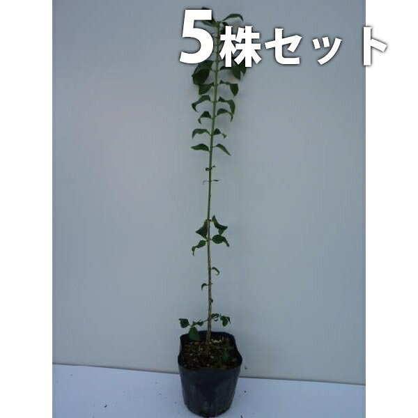 【送料について】送料無料※北海道・沖縄へのお届けはできません。※離島など一部地域は配送ができない場合がございます。【お届けについて】ゆうパックまたはヤマト運輸での発送となります。ご注文を頂きましてから、2〜3営業日での発送となります。休業日が重なる場合は出荷までお時間を頂く場合がございます。予めご理解の程宜しくお願い致します。発送後、お届けまでの日数は下記をご確認ください。九州・中国・関西・四国・中部発送日＋1日北陸・関東・信越・東 北・北海道・沖縄発送日＋2日【商品詳細】サイズ：　樹高0.3m前後セット数：　5本シンボルツリー シンボルツリー落葉樹 全国有数の植木の里「福岡県田主丸町」から、植木の産地ならではの、自慢の商品をお届け致します。 激安 安い お得 【5本セット】 コマユミ樹高0.3m前後 10.5cmポット マユミ 苗木 苗 植木 庭木 生け垣 送料込み 【5本セット】 コマユミ樹高0.3m前後 10.5cmポット マユミ 苗木 苗 植木 庭木 生け垣 送料込み●楽しみ・特徴鑑賞ポイント紅葉がきれい、洋風・和風・自然風な庭に合わせやすい花つき開花期　5-6月ごろ花色　淡緑実なり実なり　9-11月ごろ葉葉色　.濃緑.明緑.葉の形　広い樹形樹形　広がる最終樹高　3m程度用途中低木シンボルツリー、生け垣、など●育て方・性質など分類落葉低木適応地域全国耐寒性強い成長速度20cm／年※環境により異なります日当たり日向〜日陰を好む推奨植え付け間隔30-50cm◆他の本数セットもありますコマユミ 樹高0.3m前後 10.5cmポット【単品】1,180円（送料別）【5本セット】3,980円（送料無料）【10本セット】5,480円（送料無料）【15本セット】6,980円（送料無料）【20本セット】9,380円（送料無料）【25本セット】10,900円（送料無料）【30本セット】12,400円（送料無料）【35本セット】13,900円（送料無料）【40本セット】15,500円（送料無料）【45本セット】17,000円（送料無料）【50本セット】18,500円（送料無料）他のサイズ、種類をもっと見る＞＞