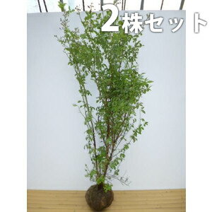 ■送料無料■【2本セット】 ブルーベリー・ティフブルー 樹高1.2m前後 根巻 大苗 ラビットアイ系 ...