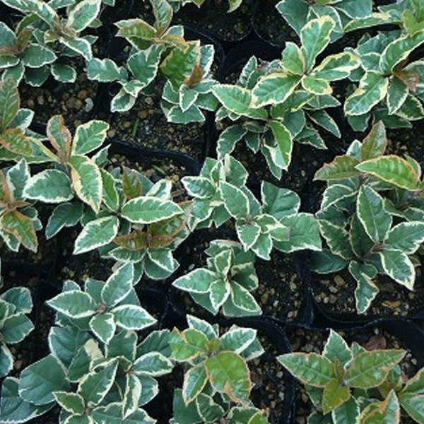 斑入りヤブコウジ 9cmポット （斑入り） やぶこうじ 苗木 苗 植木 庭木 生け垣 下草・グランドカバー 1本（お得なセット販売あります）のサムネイル
