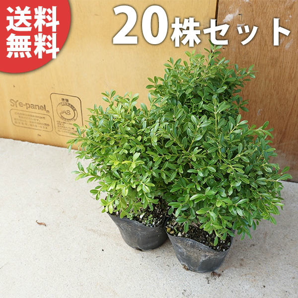 ■送料無料■【20本セット】 クサツゲ 樹高0.1m前後 12cmポット くさつげ 低い生垣に 苗木 苗 植木 庭木 生け垣 下草・グランドカバー