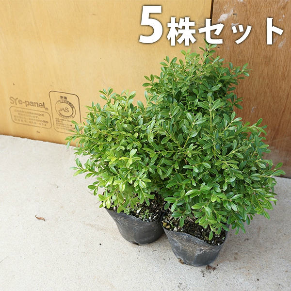 ■送料無料■【5本セット】 クサツゲ 樹高0.1m前後 12cmポット くさつげ 低い生垣に 苗木 苗 植木 庭木 生け垣 下草・グランドカバー