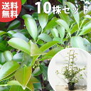 ■送料無料■【10本セット】 サカキ 樹高0.4m前後 15cmポット (さかき アカメ 赤芽 ホンサカキ 榊 本榊) 常緑樹 苗木 苗 植木 庭木 生け垣 シ...