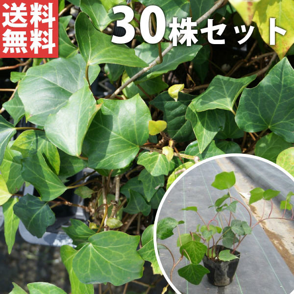 ■送料無料■ ヘデラ・カナリエンシス 10.5cmポット アイビー 苗木 苗 植木 庭木 生け垣 下草・グランドカバー