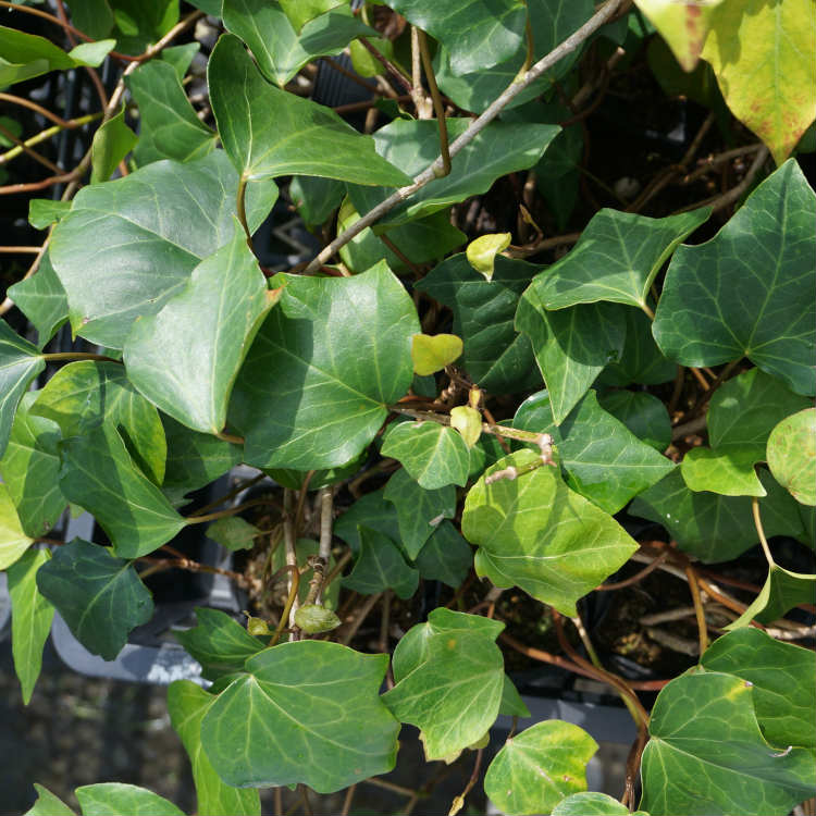 アイビーの花言葉とは 花の特徴 意味や上手な贈り方をご紹介 2ページ目 Botanica