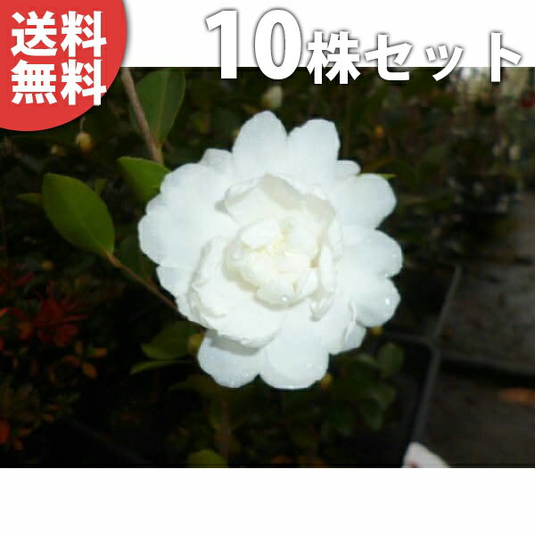 ■送料無料■【10本セット】 サザンカ（白花） 樹高0.25m前後 10.5cmポット 山茶花 さざんか アサクラ 朝倉 苗木 苗 植木 庭木 生け垣 花を楽しむ木 秋・冬に花を咲かせる植木特集 目隠し・生垣